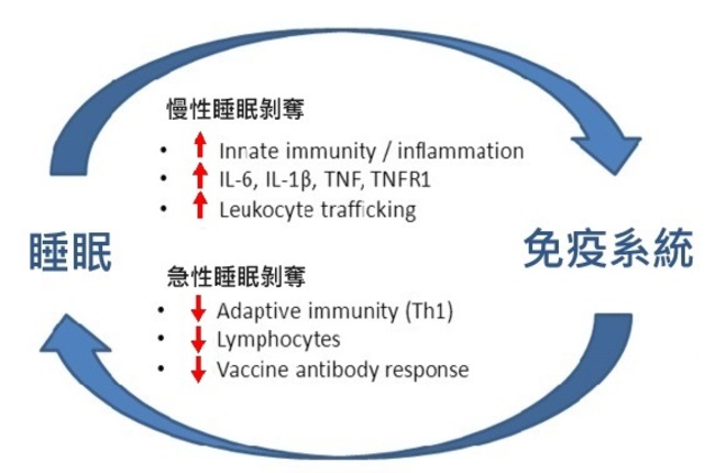 sleep immune system (2)