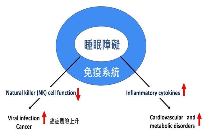 sleep immune system (3)